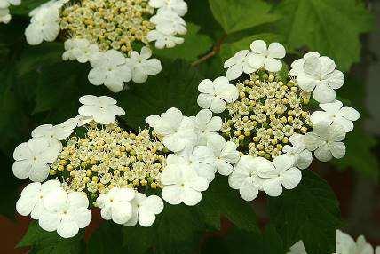 De lichtroze bloemen (mei-juni) worden in de zomer oranjerode tot bloedrode bottels.