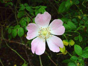 De rozenbottels vormen een goede vitamine-c-bron. Lijsterbes Sorbus aucuparia Goede groeikracht, ook op arme gronden.