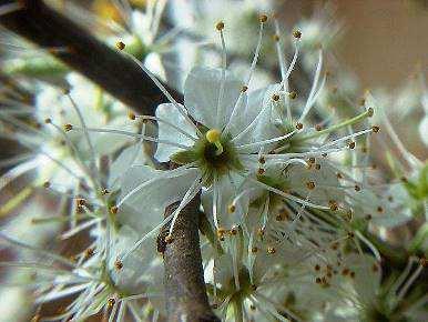 Sleedoorn Prunus spinosa Gedijt het best op rijke bodems. Belangrijkste doornstruik na de meidoorn.