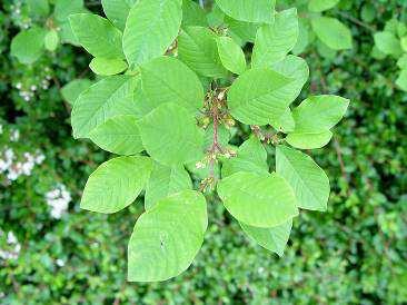 Blauwe bessen, te verwerken in dranken Sporkehout Rhamnus frangula Vruchtbare vochtige bodems.