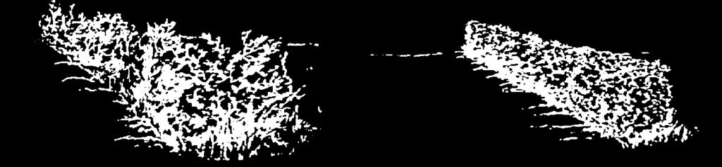 Voorbeeld van een beplantingsschema voor pakket 5 (bloesem en bessenhaag) σ σ σ σ ω ω ω ω τ τ τ τ ϖ ϖ ϖ ϖ υ υ υ υ σ meidoorn τ sleedoorn υ Gelderse roos ϖ rode kornoelje ω sporkehout kardinaalsmuts