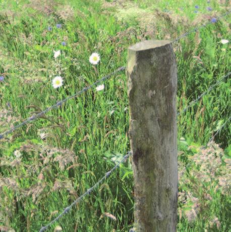 >> Eikenhouten gekloofde weidepalen