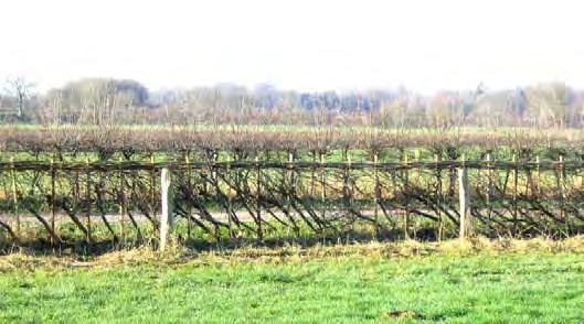 10 Beplantingsplan * Omschrijving Soorten Aantal/lengte Plantverband Plantmaat C bomenrij els (Alnus glutinosa) 9 stuks in rij, onderlinge afstand ca.