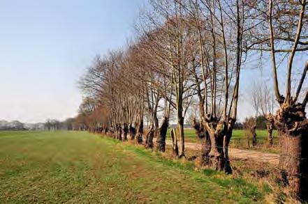 75 m enkele rij, verschoven verband, 5 st/m 3-jarig bosplantsoen 60-80 cm hoog F boomgaard diverse fruitboomsoorten; nader te bepalen 7 stuks onderlinge afstand ca.