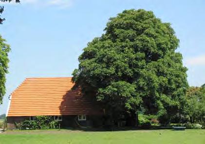 90 m enkele rij, 2 stuks /m 3-jarig bosplantsoen 60-80 cm hoog (Acer campestre), schietwilg (Salix alba), Gelderse roos (viburnum opulus) I solitaire boom walnoot (Juglans regia) 1 stuk solitair