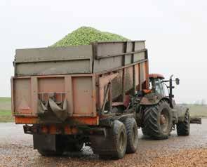Waardevast Henk Doff werkt al sinds zijn zestiende op het boerenbedrijf van zijn ouders, die in 1974 met vijf hectare voorzichtig met de spruitteelt begonnen.