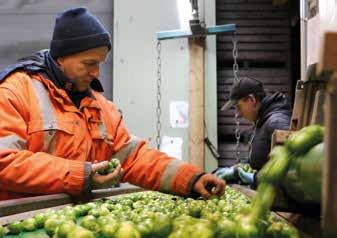 Wij doen daar braaf aan mee met vier of vijf hectare groenstroken, maar eerlijk gezegd vind ik het beleid ook hierin een beetje doorgeslagen.