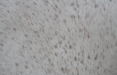 Bij de geboorte zijn de paarden vaak helemaal gekleurd, dit kan zowel zwart (blauwschimmel), bruin (bruinschimmel) als vos (roodschimmel) zijn. Wel is er vaak al lichte rand rond de ogen zichtbaar.