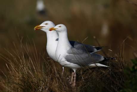 6.9 Zilvermeeuw Na een toename in de jaren tachtig en negentig van de vorige eeuw neemt het aantal broedende zilvermeeuwen in het Deltagebied sinds de eeuwwisseling af.