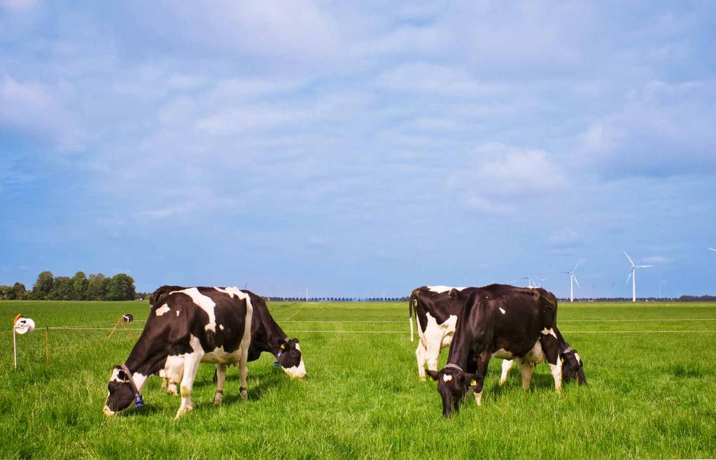 Nieuwe paden verkennen Weides behoren tot onze humane voedselketen! Als u dit leest, zult u waarschijnlijk met uw wenkbrauwen fronzen. Toch is deze bewering niet raar. Integendeel.