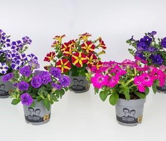 Kwekerij Wouters : Speciale Petunia s en Pelargoniums : 13 cm : Week 15 tot 24
