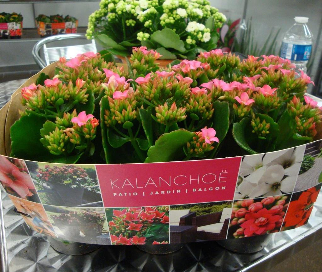 Kwekerij Horizon BVBA :Kalanchoë Garden : 6 pack 9 cm geteeld.