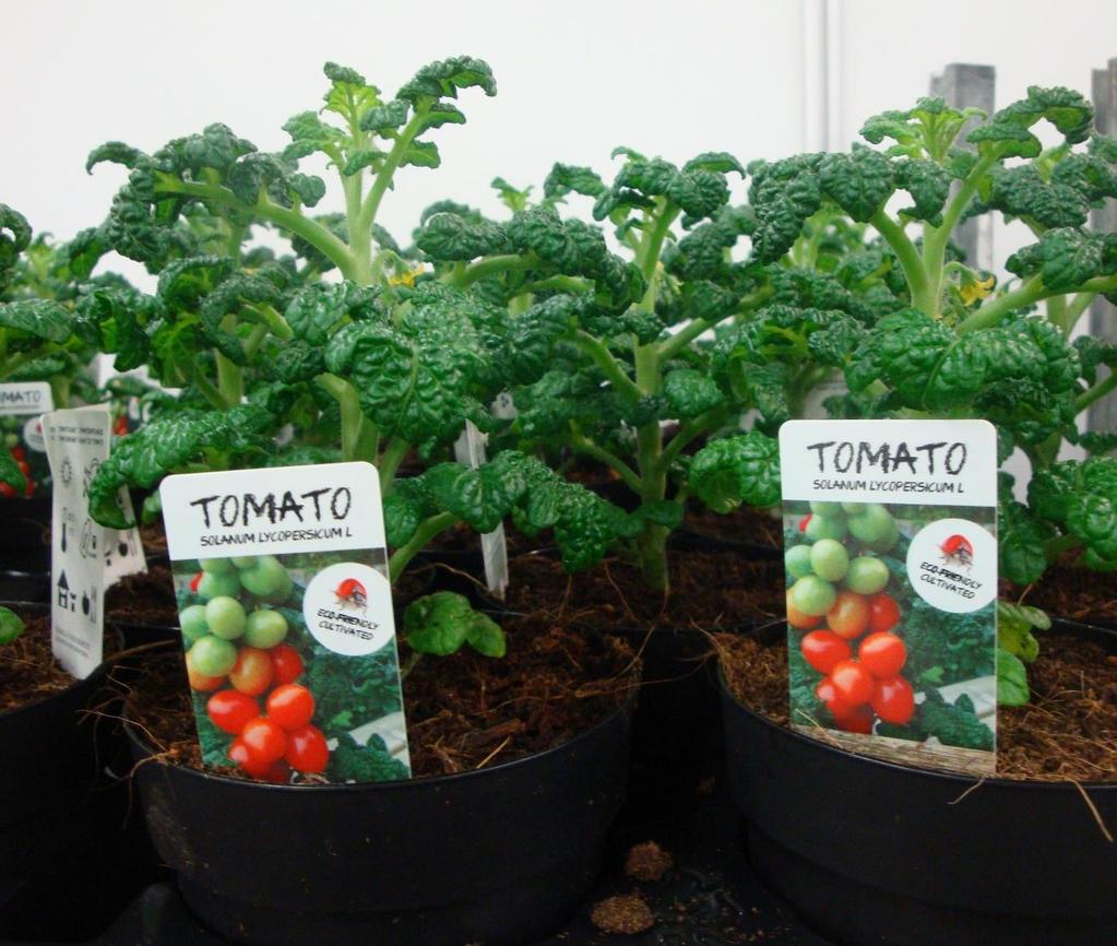 Greenzer :Tomato Little red tree : 10,5 cm :Direct
