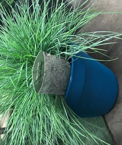 Van den Bosch : Festuca Glauca : 23 cm : Week 14 tot 18 :