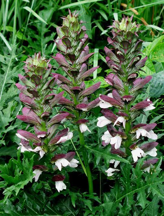 Gebruik het daarom in kleinere plaatsen. Scheer de plantjes jaarlijks na de winter kort. Voor een goed doorlatende bodem.