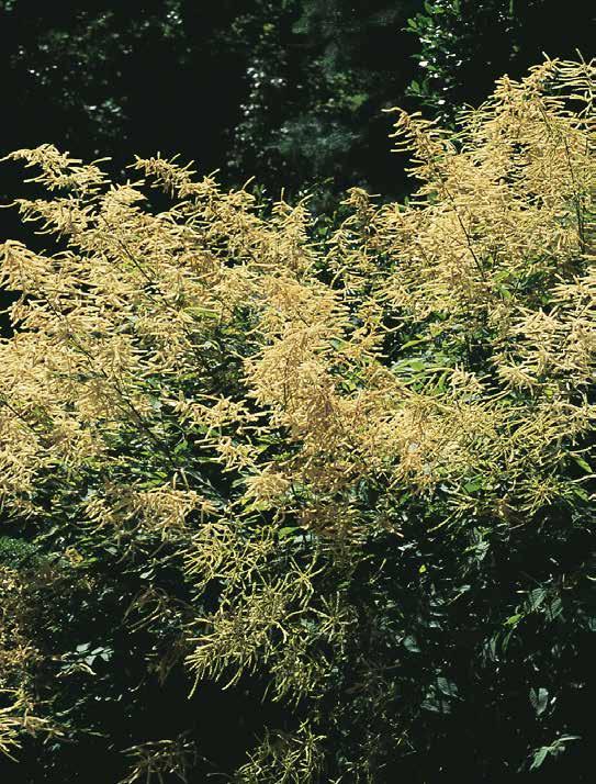 Het loof van Engels gras bestaat uit grasachtige blaadjes. ARTEMISIA Bijvoet Er worden heel wat soorten en variëteiten geteeld omwille van hun welruikende, veelal grijze en geveerde bladeren.