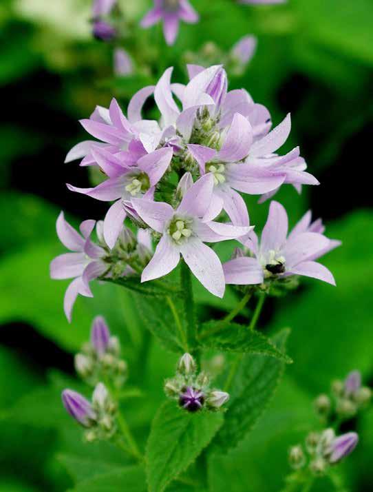 C CALAMINTHA NEPETA SUBSP. NEPETA Steentijm 40-60 ` 6-10 Een bossige plant tot 40 cm hoog met witte, lipvormige bloemen in losse aren. Zoals de naam doet vermoeden geurt.