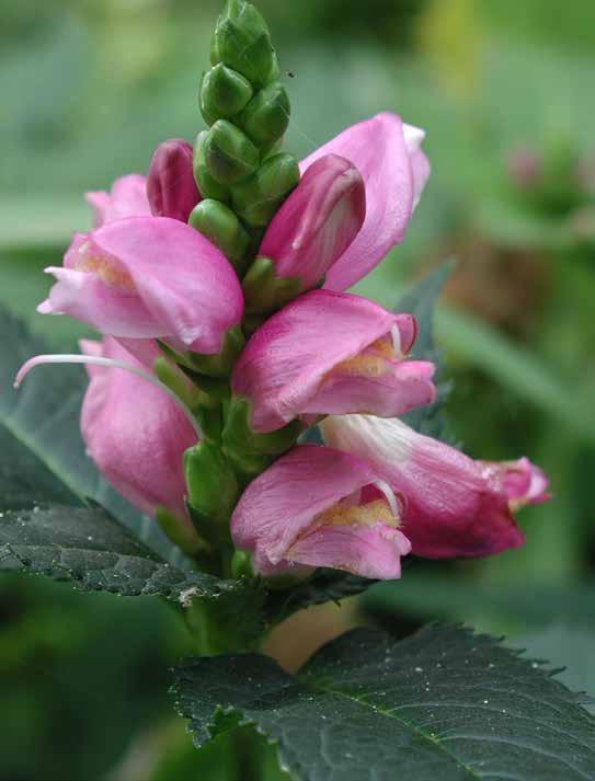 schutbladeren. De plant heeft stekelige, diep ingesneden bladeren in rozetten. Voor de rots- of heidetuin (doorlatende bodem).