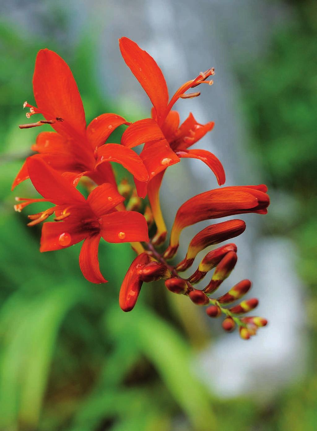 Crocosmia Lucifer 26