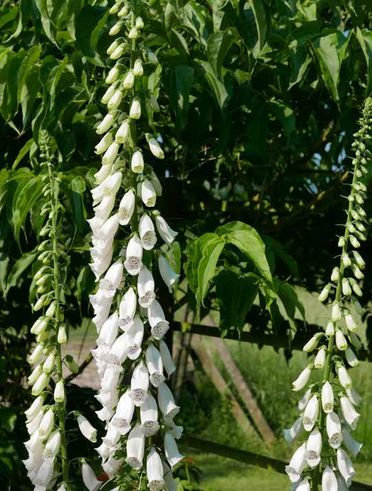 DICTAMNUS ALBUS Vuurwerkplant 60-80 (4 pl/m2) Dictamnus mag niet verplant worden! Hij houdt van een kalkrijke, drogere grond en toont zijn purperroze bloemen in juni-juli.