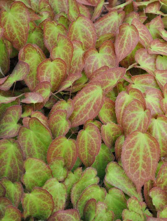 EPIMEDIUM VERSICOLOR SULPHUREUM Elfenbloem 20-40 ` 4-5 Lichtgele bloemen verschijnen in het voorjaar boven de getinte jonge bladeren.