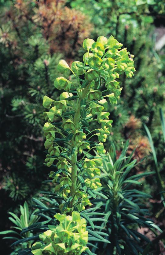 EUPHORBIA POLYCHROMA Wolfsmelk 40-60 ` 5-6 Een betrouwbare, veel gebruikte plant met smalle donkergroene bladeren.