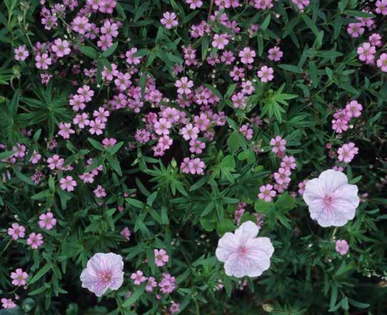 GERANIUM ROZANNE 50 ` 5-10 Een heel goede, bladverliezende, forse Geranium tot 50 cm hoog die uitzonderlijk lang bloeit (mei tot oktober) met de typische violetblauwe bloemen. Een topper!