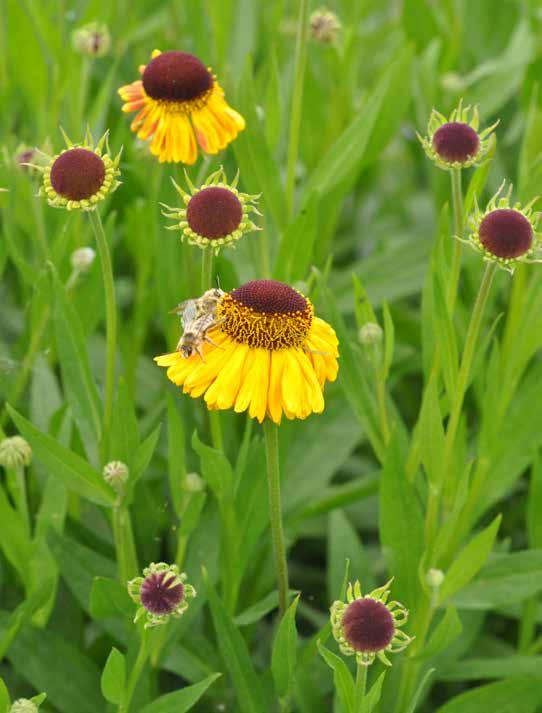 H HELENIUM Zonnekruid (8 pl/m2) Een keiharde vaste plant! Steun wel de bloemtakken want ze kunnen omvallen of plant een grote groep aan. Het is een plant die flinke pollen vormt.