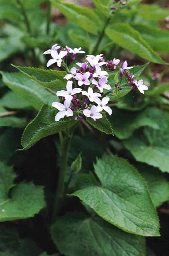 De lila, bijna witte bloemen, worden gevolgd door de bekende, zilverachtige, eironde peulen die de plant tot lang in de winter sieren.