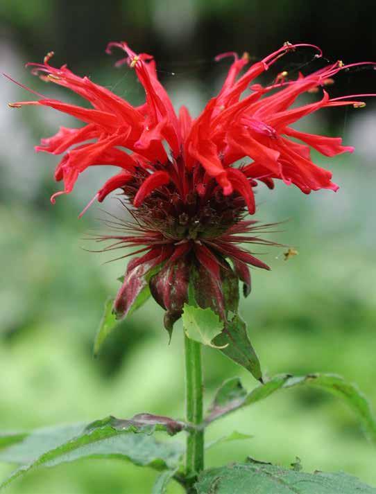 M MACLEAYA CORDATA Pluimpapaver 200-300 (3 pl/m2) Macleaya is een prachtige, waardevolle, solide plant met grote, afgeronde, gelobde, grijsgroene en aan de onderkant zilverwitte bladeren.