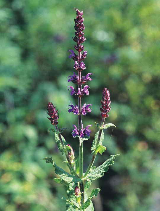 S SAGINA SUBULATA Vetmuur 5-10 ` 5-8 10 pl/m2 Vetmuur heeft witte, kleine, stervormige bloempjes. In niet-bloeiende toestand lijkt het plantje veel op mos. Gebruik het voor kleine stukjes.