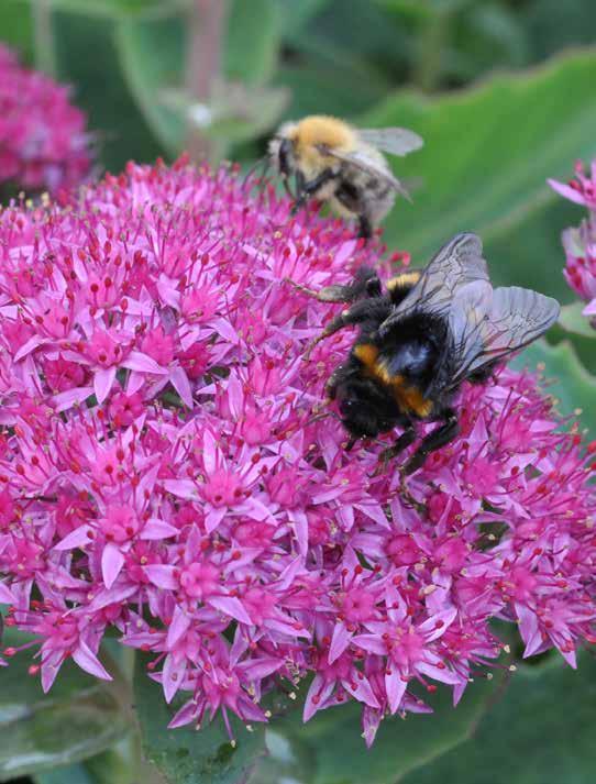 SEDUM BERTRAM ANDERSON 10-20 ` 8-9 Een laag groeiende sedum met de typische bloemschermpjes in augustusseptember. Het blad van deze laagblijver is prachtig purperrood van kleur.