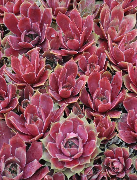 SILENE SCHAFTA Lijmkruid 10-20 Een vaste plant met rozetten van smalle, ovale, groene bladeren. Van augustus tot september verschijnen er stervormige, diep karmijnroze bloemen.