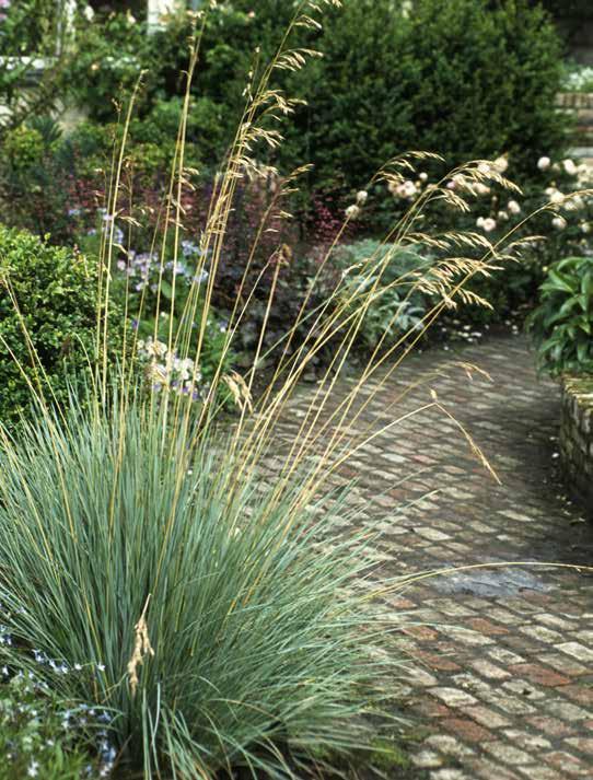 DESCHAMPSIA CESPITOSA 'GOLDSCHLEIER' Ruwe smele (6-8 pl/m2) 100-150 Als voorgaande maar maar met opvallende goudgele bloempluimen in juniaugustus.