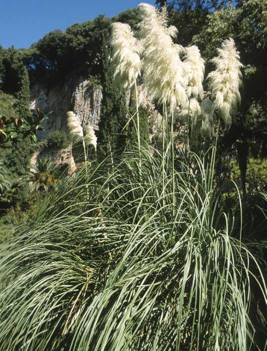 KOELERIA GLAUCA Fakkelgras (8 pl/m2) 20-40 Dit gras tot 40 cm hoog met blauwgrijs loof bloeit van juni tot juli met dikke, groenwitte aren die de hele zomer op de plant blijven.