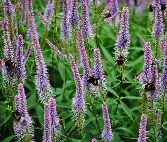 SNOEIEN VAN VASTE PLANTEN Slordig ogende planten geven een onrustig beeld in de tuin. Enkele eenvoudige handelingen kunnen wonderen doen. De foto s geven een voorbeeld voor Veronicastrum virginicum.