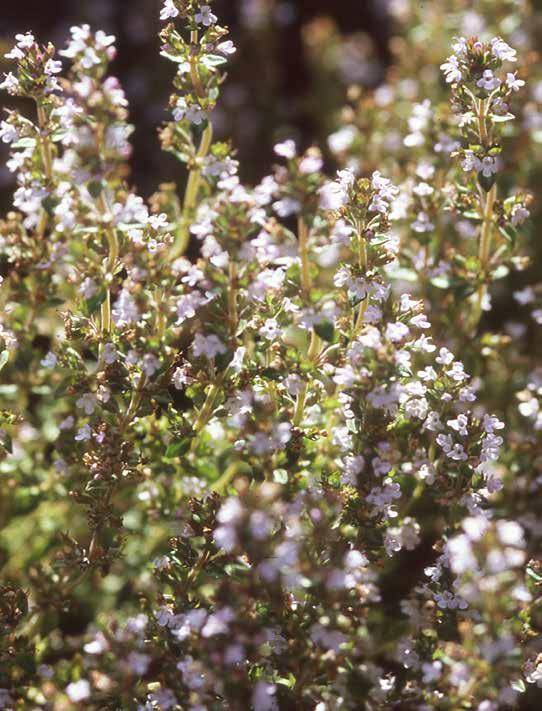 SALVIA OFFICINALIS 40-60 Echte of Blauwe salie Bladhoudend Salie is een laag, semi-groenblijvend struikje dat niet hoger wordt dan zo'n 60 cm. In de zomer vormt hij een heuveltje van aromatisch blad.