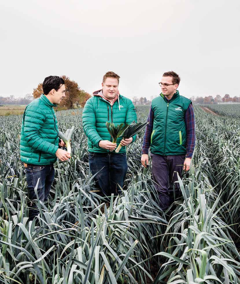 sterk tegen bladbreuk - Opgericht gewas - Vertoont geen knobbelvorming - Goede weerstand tegen bladvlekken en roest -