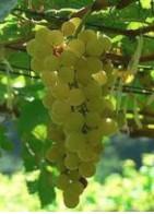 Algemene kenmerken van de Chenin Blanc-druif Algemene kenmerken van de Mauzac-druif Niet-aromatische druif, geschikt voor koel tot heet