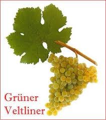 Algemene kenmerken van de Grüner Veltliner druif semi-aromatische witte druif, hoog zuurgehalte brede reeks stijlen & smaken betere wijnen zijn