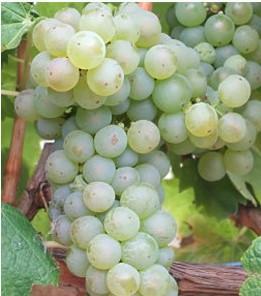 Piemonte Algemene kenmerken van de Arneis-druif = nebbiolo bianco of