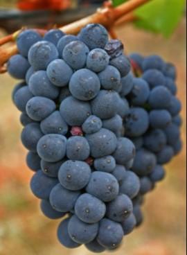 Algemene kenmerken van de Pinot Noir druif Delicate semi-aromatische blauwe druif, geschikt voor koel en gematigd klimaat Dunne schil => lichte kleur & laag tanninegehalte Vooral aroma s van rood