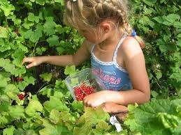 Wat is biologisch moestuinieren?