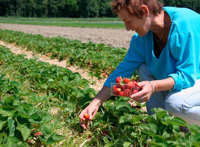 Een tuinbouwer teelt groente en/of fruit.