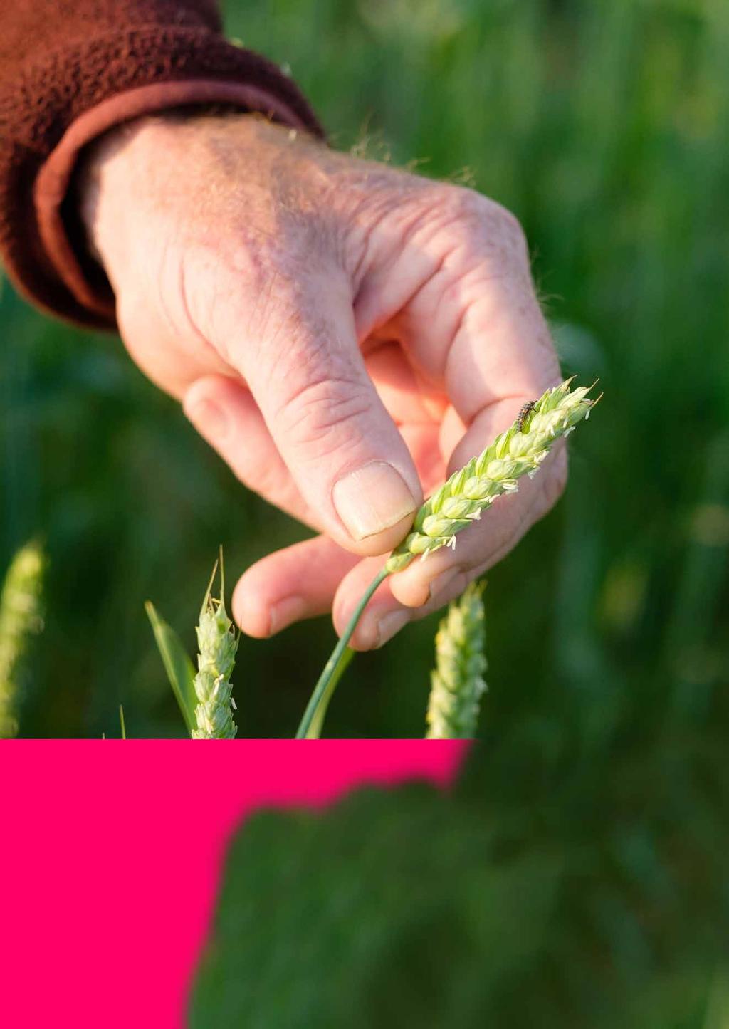 Natuurlijke vijanden Wat moet je als boer als er toch vervelende ziekten of plagen komen?