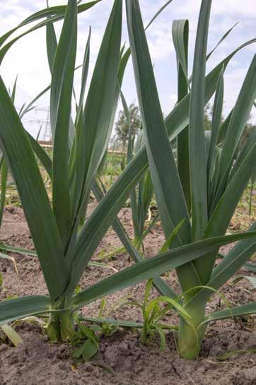 Resten van planten bijvoorbeeld takken en bananenschillen), kunnen op een composthoop worden omgezet tot mest.