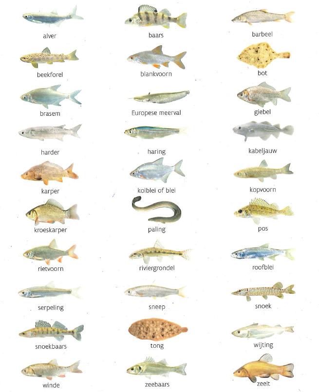 Beschermde soorten, kleurvariëteiten van vissoorten, niet inheemse soorten of soorten waarvoor een minimum maat geldt, mogen niet als aasvisje gebruikt worden.
