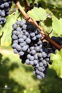 De tannines in de Cabernet Cortis maakt het een ideale druif voor een lange rijping op hout of in de fles.