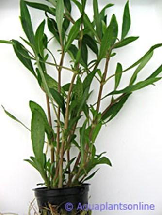 a.v. De Glasbaars Planten Naam: Hygrophila salicifolia Familie: Acanthaceae Herkomst: Azië Plaats: Achtergrond Hoogte: 15-45 cm Licht: Veel Temperatuur: 22-28 C Groeisnelheid: Snel Kweekgemak: