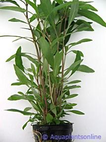 a.v. De Glasbaars Planten Naam: Nomaphila siamensis Familie: Acanthaceae land: Zuidoost- Azië Hoogte: >50 cm Licht: Normaal/Veel Temperatuur: 22-28ºC Water hardheid: Zacht/Medium ph: 5-8 Plaats: